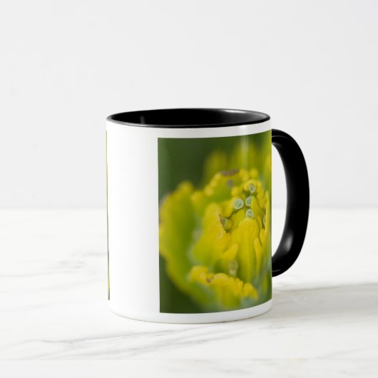 Goldener Pinsel Castilleja 2 Tasse (VorderseiteRechts)