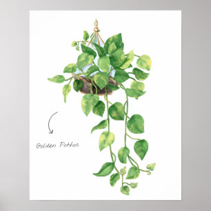 Goldener Pothos Poster