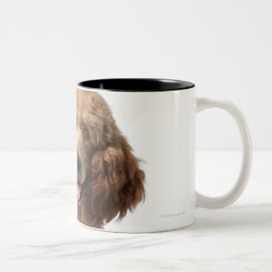Goldener Pudel-Hund, der ein Stethoskop trägt Zweifarbige Tasse