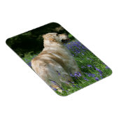 Goldener Retreifer in Blume Magnet (Rechte Seite)