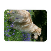 Goldener Retreifer in Blume Magnet (Horizontal)