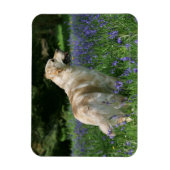 Goldener Retreifer in Blume Magnet (Vertikal)