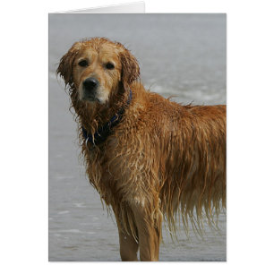 Goldener Retreiver im Meer