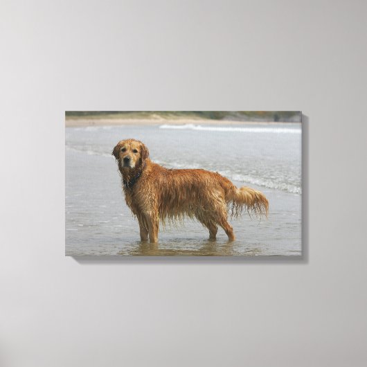 Goldener Retreiver im Meer Leinwanddruck (Vorderseite)