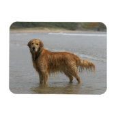 Goldener Retreiver im Meer Magnet (Horizontal)