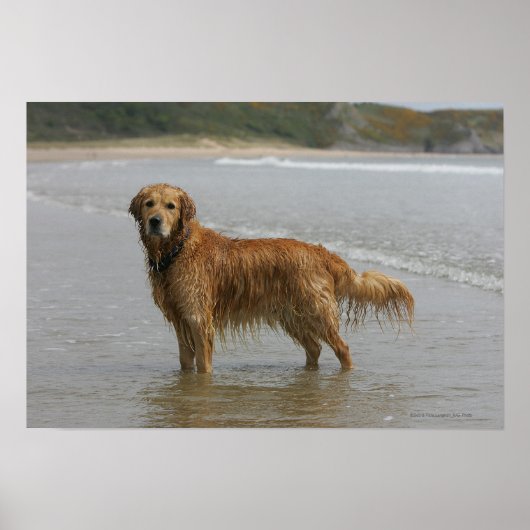 Goldener Retreiver im Meer Poster (Vorne)