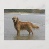 Goldener Retreiver im Meer Postkarte (Vorderseite)