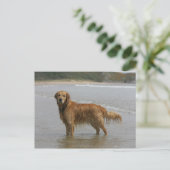 Goldener Retreiver im Meer Postkarte (Stehend Vorderseite)