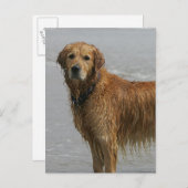 Goldener Retreiver im Meer Postkarte (Vorne/Hinten)