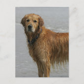 Goldener Retreiver im Meer Postkarte (Vorderseite)