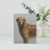 Goldener Retreiver im Meer Postkarte (Stehend Vorderseite)