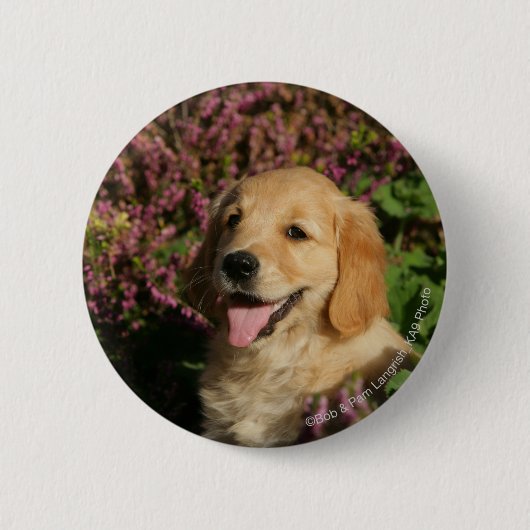 Goldener Retreiver Welpe Button (Vorderseite)