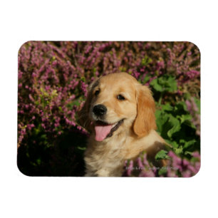 Goldener Retreiver Welpe Magnet