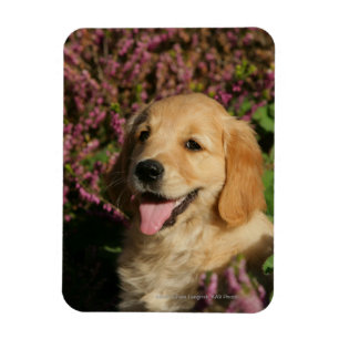 Goldener Retreiver Welpe Magnet