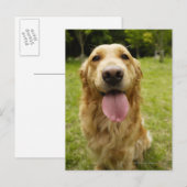 Goldener Retriever 4 Postkarte (Vorne/Hinten)