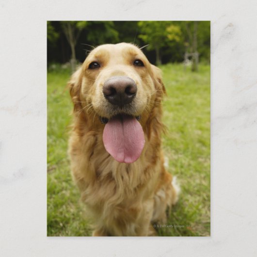 Goldener Retriever 4 Postkarte (Vorderseite)
