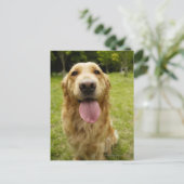 Goldener Retriever 4 Postkarte (Stehend Vorderseite)