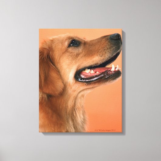 Goldener Retriever 5 Leinwanddruck (Vorderseite)