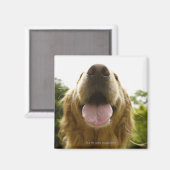 Goldener Retriever 5 Magnet (Vorderseite/Rückseite)