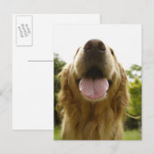 Goldener Retriever 5 Postkarte (Vorne/Hinten)