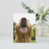 Goldener Retriever 5 Postkarte (Stehend Vorderseite)