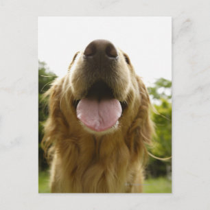 Goldener Retriever 5 Postkarte