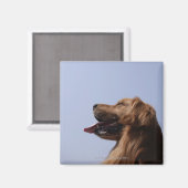 Goldener Retriever 6 Magnet (Vorderseite/Rückseite)