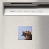 Goldener Retriever 6 Magnet (In Situ (Geschirrspüler))