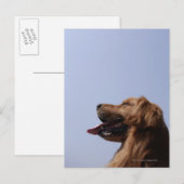Goldener Retriever 6 Postkarte (Vorne/Hinten)