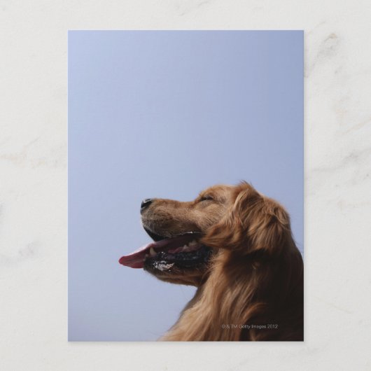 Goldener Retriever 6 Postkarte (Vorderseite)