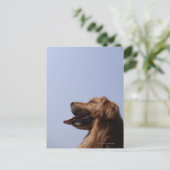Goldener Retriever 6 Postkarte (Stehend Vorderseite)