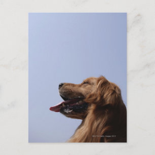 Goldener Retriever 6 Postkarte