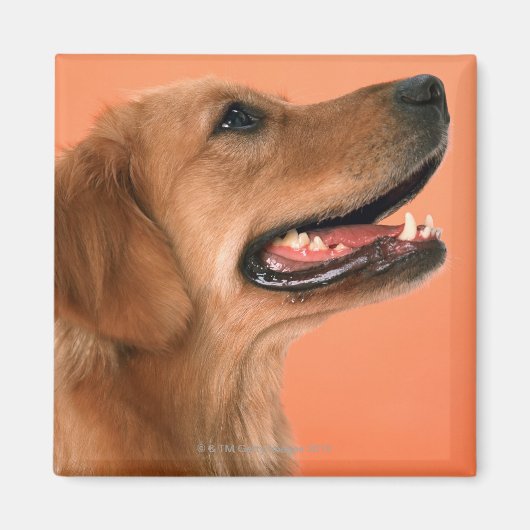 Goldener Retriever 7 Magnet (Vorne)