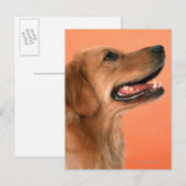 Goldener Retriever 7 Postkarte (Vorne/Hinten)