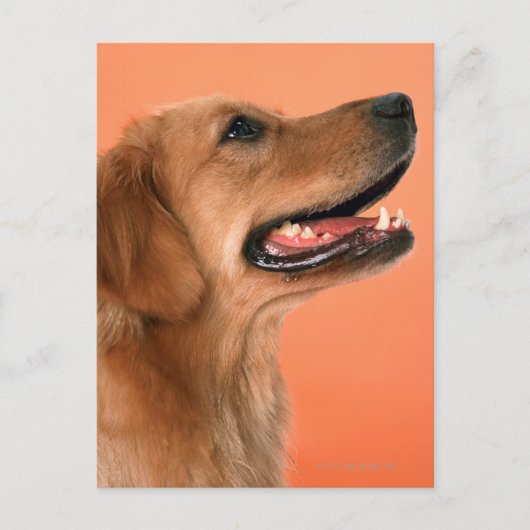 Goldener Retriever 7 Postkarte (Vorderseite)
