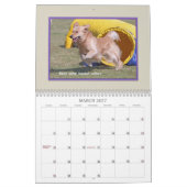 Goldener Retriever-Agility 2017 Kalender (Mär 2027)