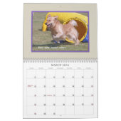 Goldener Retriever-Agility 2017 Kalender (Mär 2026)