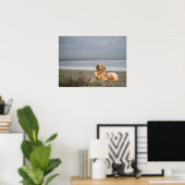 Goldener Retriever am Strand Print Poster (Heimbüro)