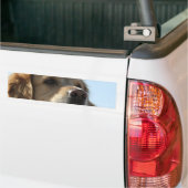 Goldener Retriever-Autoaufkleber Autoaufkleber (Auf Lkw)