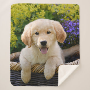Goldener Retriever-Baby-Hundewelpen-lustiges Sherpadecke