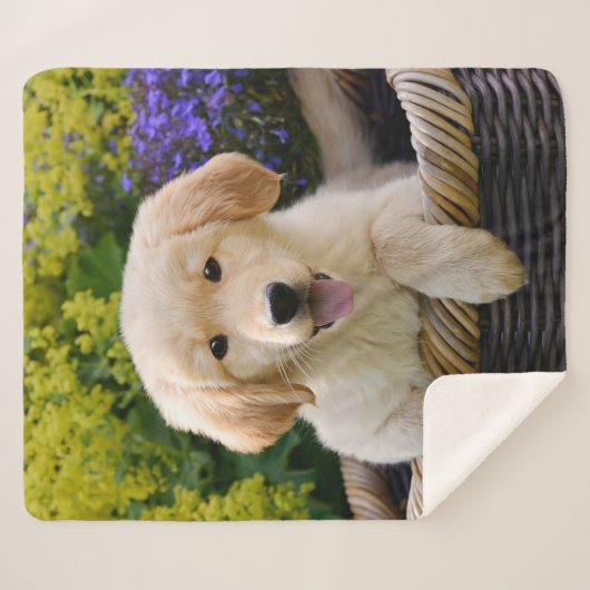 Goldener Retriever-Baby-Hundewelpen-lustiges Sherpadecke (Vorderseite (Horizontal))