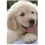 Goldener Retriever Fotoskulptur Magnet<br><div class="desc">dieses ist ein sehr netter Hund</div>
