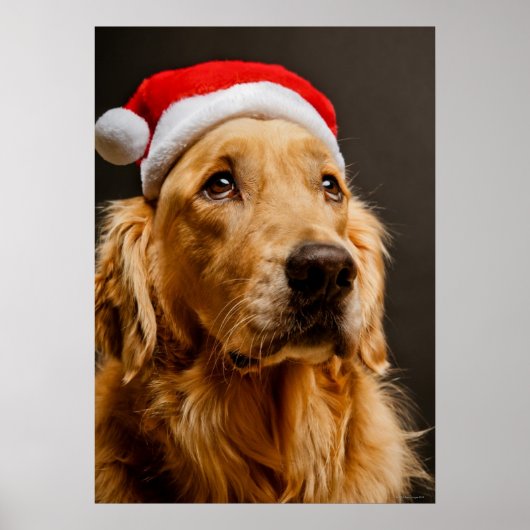 Goldener Retriever für seine Weihnachten Poster (Vorne)