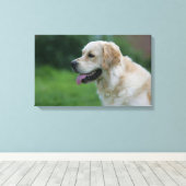 Goldener Retriever Headshot 2 2 Leinwanddruck (Insitu (Holzboden))