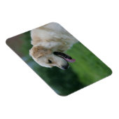 Goldener Retriever Headshot 2 2 Magnet (Rechte Seite)