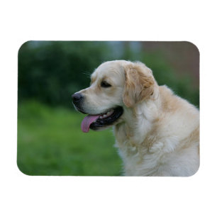 Goldener Retriever Headshot 2 2 Magnet