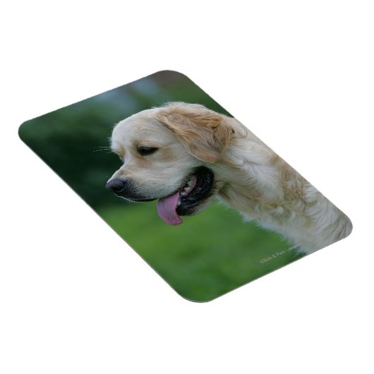 Goldener Retriever Headshot 2 2 Magnet (Rechte Seite)