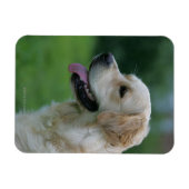 Goldener Retriever Headshot 2 2 Magnet (Horizontal)