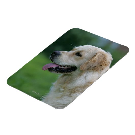 Goldener Retriever Headshot 2 2 Magnet (Linke Seite)