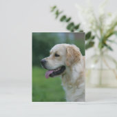 Goldener Retriever Headshot 2 2 Postkarte (Stehend Vorderseite)